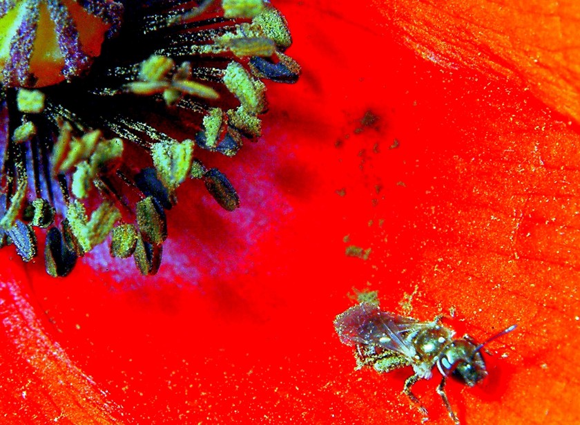 Per chi ama la macrofotografia